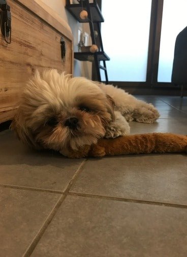 freelance travailler avec chien