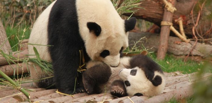 Zoom sur l'algorithme Google Panda