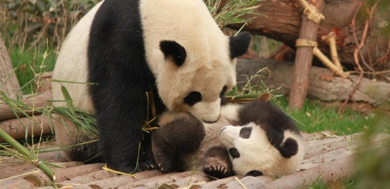 Zoom sur l'algorithme Google Panda