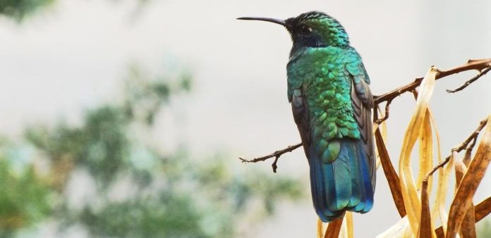 Ce qu’il faut savoir sur l’algorithme hummingbird Ce qu’il faut savoir sur l’algorithme hummingbird