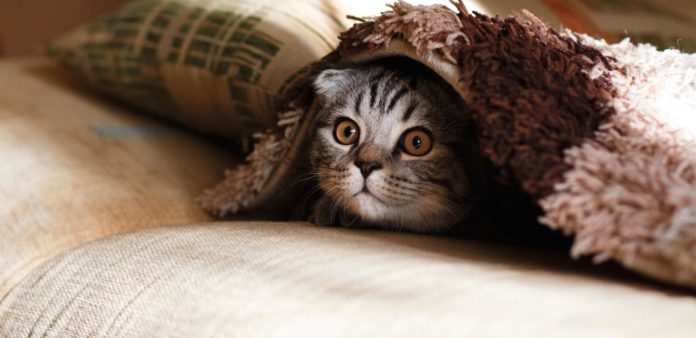 Qu'est-ce que l'obfuscation de liens en SEO ?