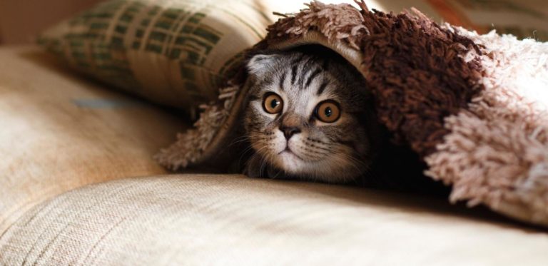 Qu'est-ce que l'obfuscation de liens en SEO ?