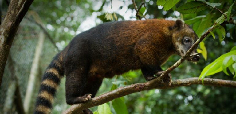 Présentation de Google Coati, le successeur de Google Panda